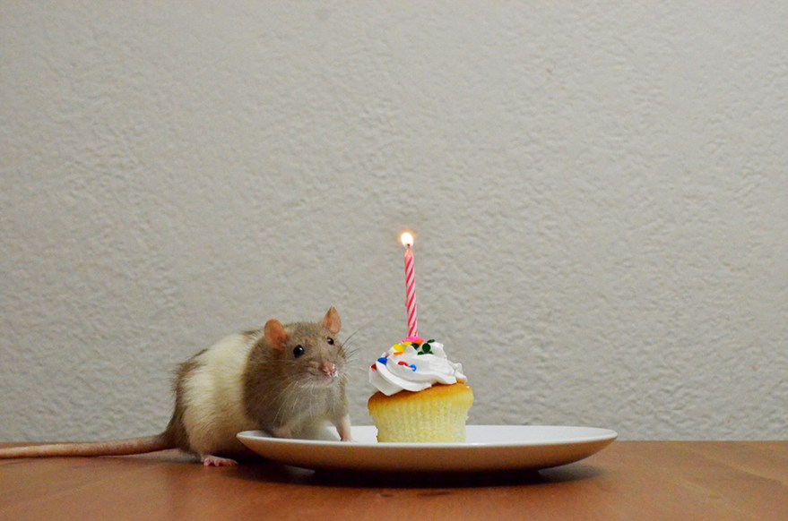 Willow Birthday 1.jpg