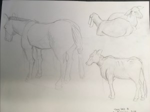 sheridan animation life drawing